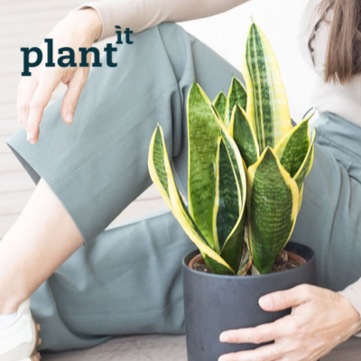Plant it