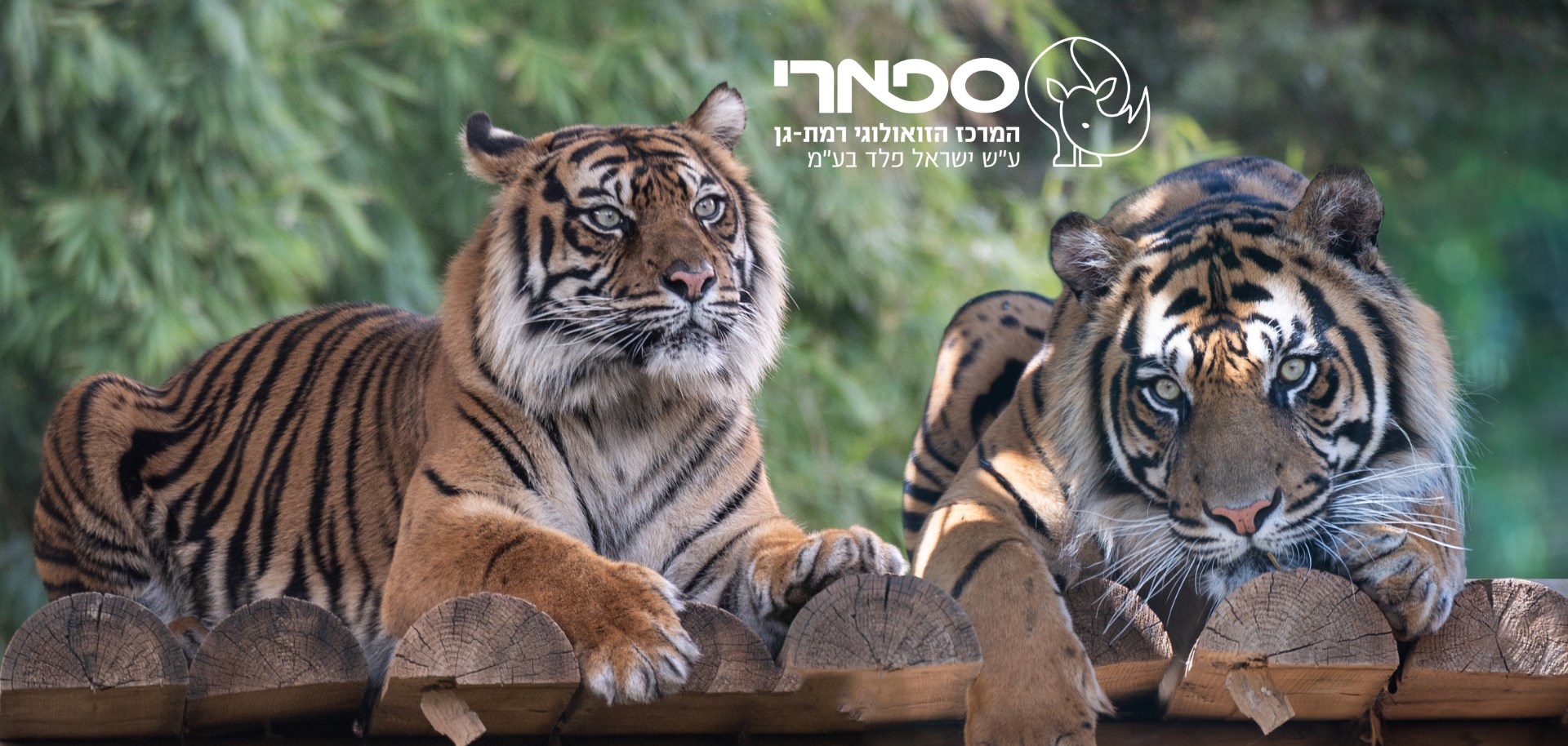 ספארי