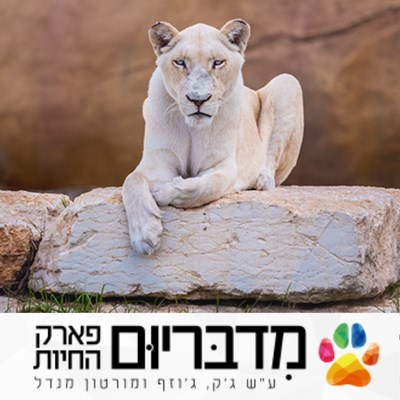 מדבריום
