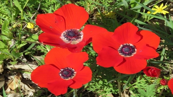 טיול בשפלת יהודה וצפון הנגב