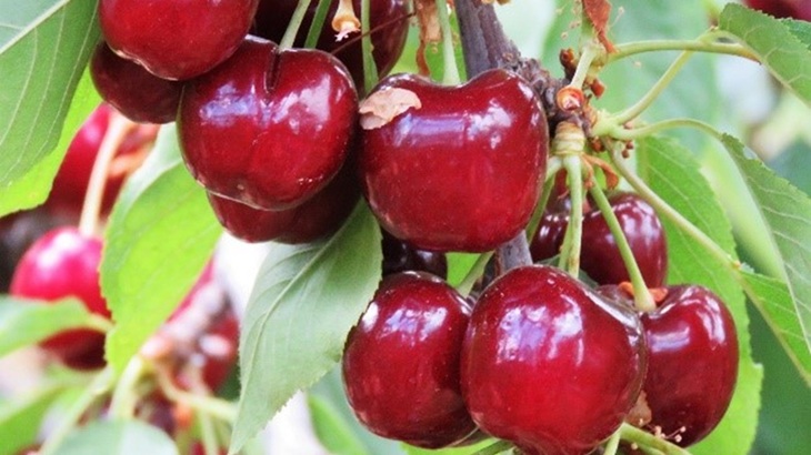 טיול אל הגליל העליון